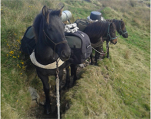 Dartmoor Pack Ponies